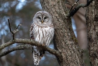 Bild på Barred Owl
