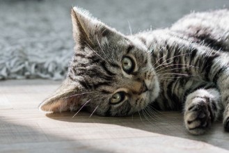 Bild på Katze - Britischkurzhaar