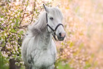 Picture of White Horse Portrait