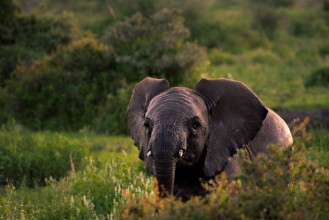 Image de Elephant in field