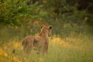 Afbeeldingen van Lion pride up close and personal in beautiful afternoon light