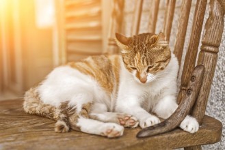 Picture of Young cat sleep