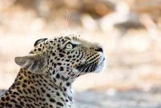 Bild på Close-up portrait of a leopard looking up spellbound Khwai River Botswana Africa
