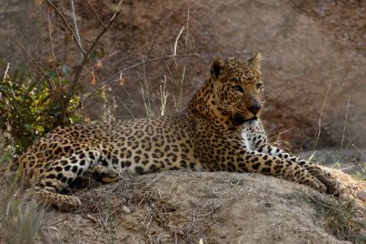 Picture of The leopard is one of the five extant species in the genus Panthera is a member of the Felidae Compared to other wild cats the leopard has relatively short legs and a long body with a large head I