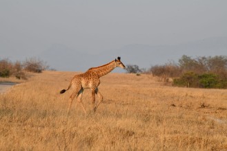 Kép Giraffe