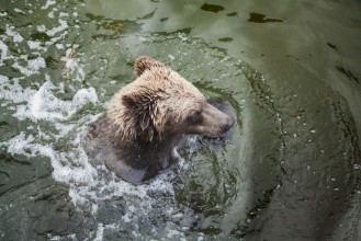 Bild på Brown bear floats in water