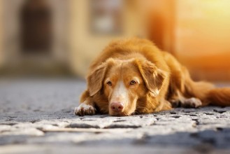 Picture of Nova Scotia Duck Tolling Retriever