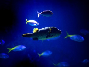 Bild på Fauna marina