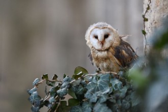 Picture of Barn owl sitting on ivy