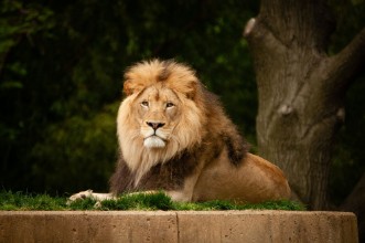 Imagen de Lion