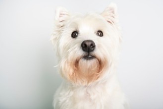 Picture of A West highland white terrier Dog