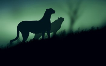 Bild på Cheetahs looking for prey