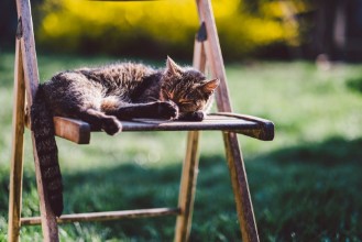 Bild på Sleeping cat