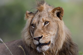 Image de Portrait of a male lion in Sabi Sands Game Reserve in the Greater Kruger Region in South Africa