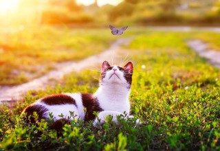 Bild på Portrait of a cute striped cat lying in the grass in a Sunny meadow and looking at a beautiful little blue butterfly flying overhead on a clear summer day in the village