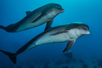Bild på Dolphins swimming in the Red Sea Eilat Israel 