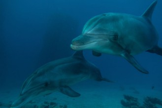 Afbeeldingen van Dolphin deeps II