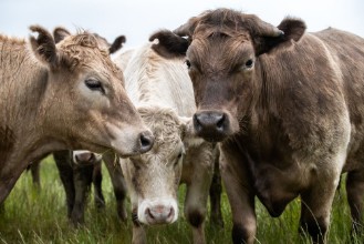 Image de Angus Cow and steers in a field eating grass