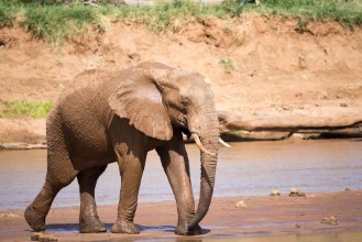 Bild på Elephant family on the banks of a river in the middle of the National Park