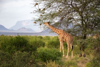 Picture of Giraffes between the acacia trees in the savannah of Kenya