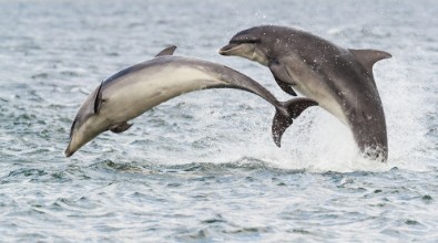 Image de Dolphins in the north