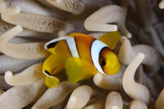 Bild på Amphiprion bicinctus EG-338