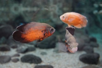 Bild på Las Palmas de Gran Canaria Canary Islands Spain - 21122018 - Aquarium Poema del Mar