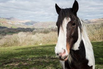 Bild på Portrait of a horse