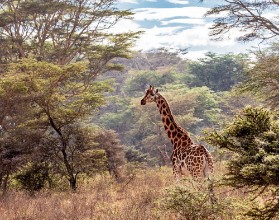Afbeeldingen van Rothschild Giraffe in Lake Nakuru Kenya