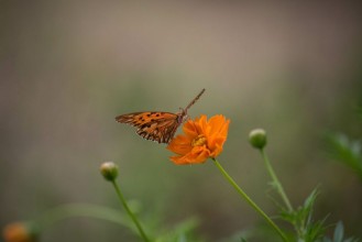 Picture of Butterfly on flower