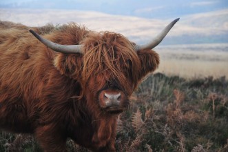 Afbeeldingen van Hardy Highland cow on Exmoor Somerset