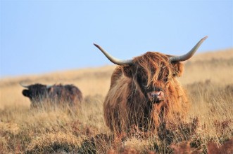 Afbeeldingen van Hardy Highland cow on Exmoor Somerset