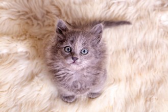 Bild på Pet animal cute kitten gray cat indoor