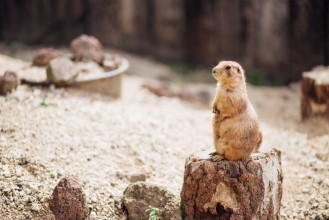 Bild på Prairie dog standing upright on the ground Summer