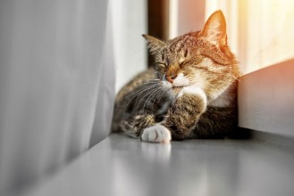 Afbeeldingen van Happy cat washes its paws on the window preparation for sleep sunset