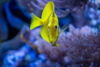 Picture of Im Aquarium