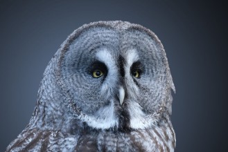 Afbeeldingen van 258231091