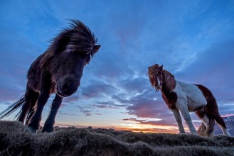 Picture of The looks of the horses