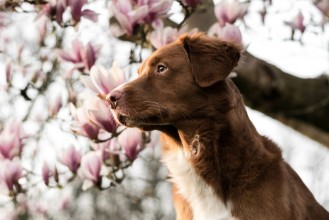 Afbeeldingen van Hund und Magnolie