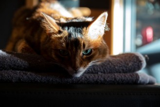 Bild på Nachdenkliche Somali-Katze neben Fenster