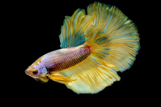 Bild på Betta splendens Siamese fighting fish