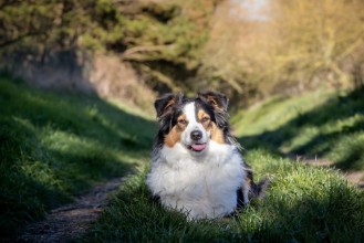 Bild på Chienne Berger Australien