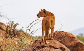 Bild på Lioness female lion Panthera leo stands on rocks rear view with head profile Samburu National Reserve Kenya Africa Wild predator in natural environment
