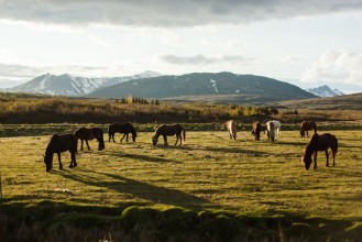 Bild på Beautiful Icelandic thoroughbred horses with a magnificent mane and tail graze in a meadow at sunset Icelandic horses eat Icelandic moss
