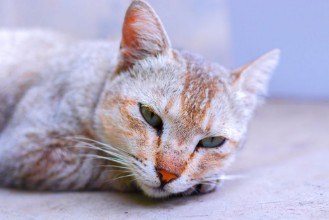 Bild på Lazy and sleepy cat lying on a bed