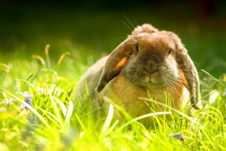 Afbeeldingen van Hase - Osterhase