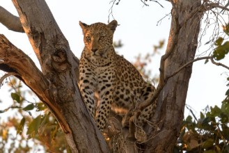 Picture of Leopard