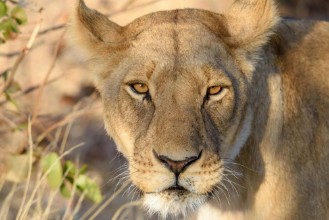 Снимка на Lwin