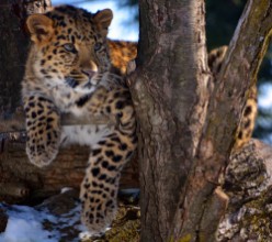 Afbeeldingen van Amur leopard is a leopard subspecies native to the Primorye region of southeastern Russia and the Jilin Province of northeast China
