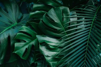 Image de Monstera Leaves
